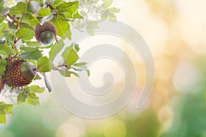 Nature background with acorn, oak leaves and bokeh light