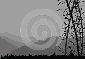 Nature background with bamboo. Black and white scenery wallpaper