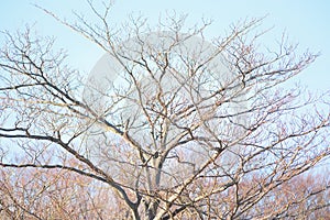 Nature background of bare winter leafless tree