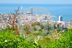 Nature background of Batumi city and Black sea from mountain in sunny day.