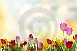 Nature background. Beautiful colored tulips flowers with copyspace photo