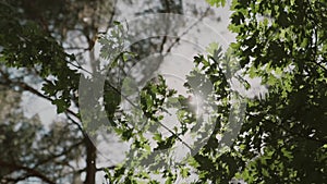 Nature background. Beautiful Sun shine through the blowing on wind tree green leaves.