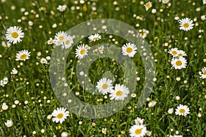 Nature background with blossoming daisy flowers close up in sunny day.