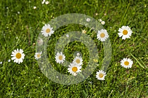 Nature background with blossoming daisy flowers close up in sunny day.