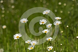 Nature background with blossoming daisy flowers close up in sunny day.