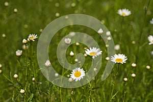 Nature background with blossoming daisy flowers close up in sunny day.