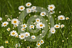 Nature background with blossoming daisy flowers close up in sunny day.