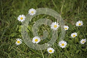 Nature Background with blossoming daisy flowers. Flower meadow Summer with selective focus