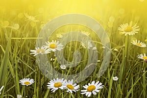 Nature Background with blossoming daisy flowers.