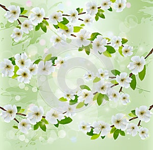 Nature background with blossoming tree branches. photo