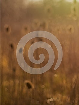 Nature background blur of dried teasel seedheads in a field