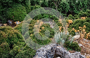 Nature background with bushes of plant, dry thistle and stones