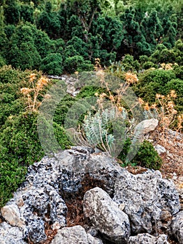 Nature background with bushes of plant, dry thistle and stones