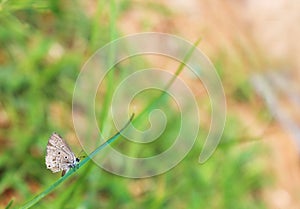 Nature background with butterfly