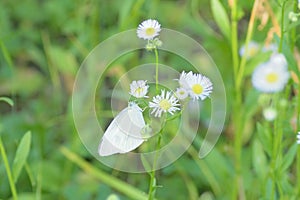 Nature background butterfly on summer flowers