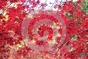 Nature background of changing color Japanese Autumn Maple leaves