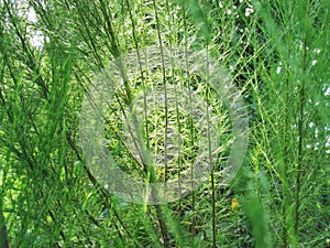 Nature background. Close up Eupatorium capillifolium or Dog fennel with sunlight in a garden. photo