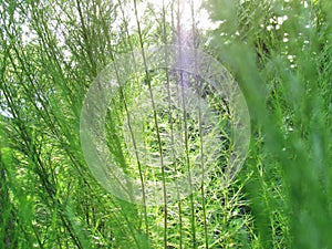 Nature background. Close up Eupatorium capillifolium or Dog fennel with sunlight.