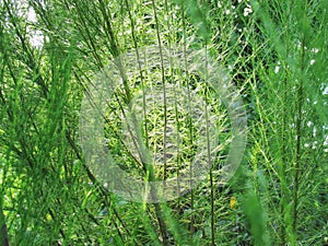 Nature background. Close up Eupatorium capillifolium or Dog fennel with sunlight in a garden.