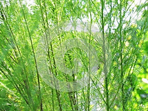 Nature background. Close up Eupatorium capillifolium or Dog fennel with sunlight in a garden.
