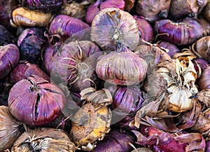 Nature background, A close up view of flower bulbs