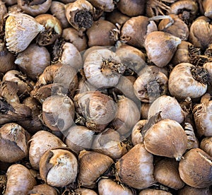 Nature background, A close up view of flower bulbs