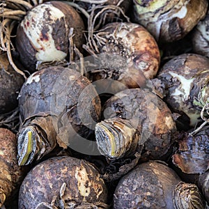 Nature background, A close up view of flower bulbs
