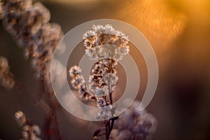 Nature background close-up. Wild meadow detail of dry plant and sun shine. Beautiful bokeh, Autumn macro wallpaper