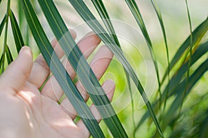 Nature background - close up woman hand touch green palm leaf lit by the sun.