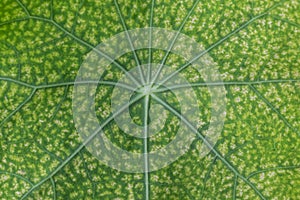 Nature background closeup of diseased nasturtium leaf with venation