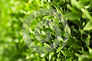Nature background. Closeup green leaves plant with beautiful sunny bokeh. Natural green plants, leaf pattern, creative wallpaper