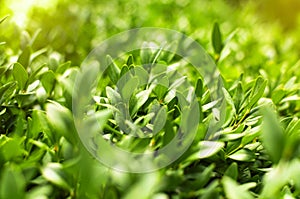 Nature background. Closeup green leaves plant with beautiful sunny bokeh. Natural green plants, leaf pattern, creative wallpaper