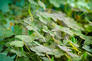 nature background with clover leaves