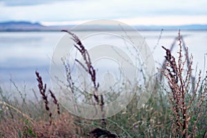 Nature background with coastal reeds and brilliant lake water