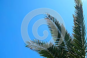 Nature background with coconut palm tree leaves and clear blue sky in sunny day.