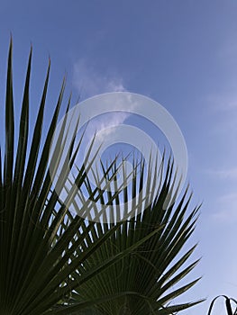 Nature background. The leaves of coconut palm tree on blue sky
