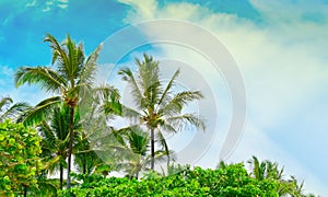 Nature background with coconut trees during summer