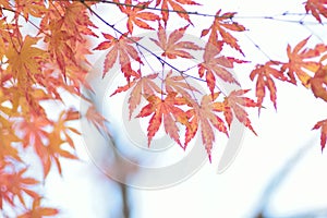 Nature background of colorful Japanese Autumn Maple leaves