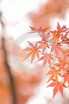 Nature background of colorful Japanese Autumn Maple leaves