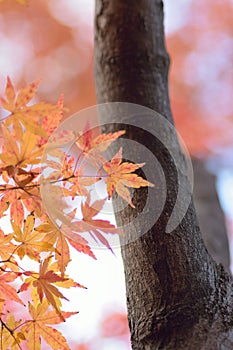 Nature background of colorful Japanese Autumn Maple leaves