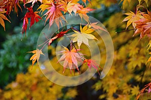 Nature background of colorful Maple leaves drenched in rain water