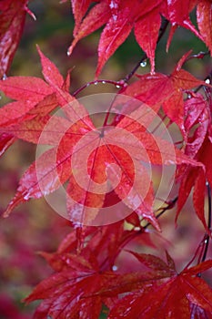 Nature background of colorful Maple leaves drenched in rain water