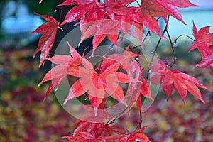 Nature background of colorful Maple leaves drenched in rain water