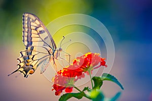 Leto príroda z krásny motýľ farbistý lúka. báječný leto scéna slnečné svetlo 