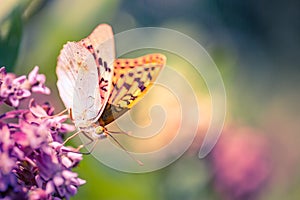 Nature background concept. Bright summer spring meadow with a butterfly banner design