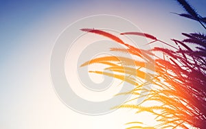 Nature background concept - silhouette of grass flower in sunset