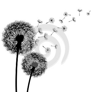 Nature background with dandelion silhouette