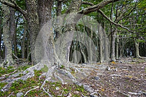 Nature background of deciduous trees, foreground tree showing detailed root structure, in Cerro Alarken Nature Reserve, Ushuaia, A