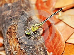 Nature background dragonfly. Dragonfly insect in nature