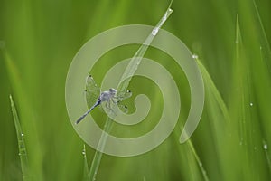 Nature background with Dragonfly on rice plant leaves with dew drops, Dragonflies perching on leaves. dragonfly in nature.